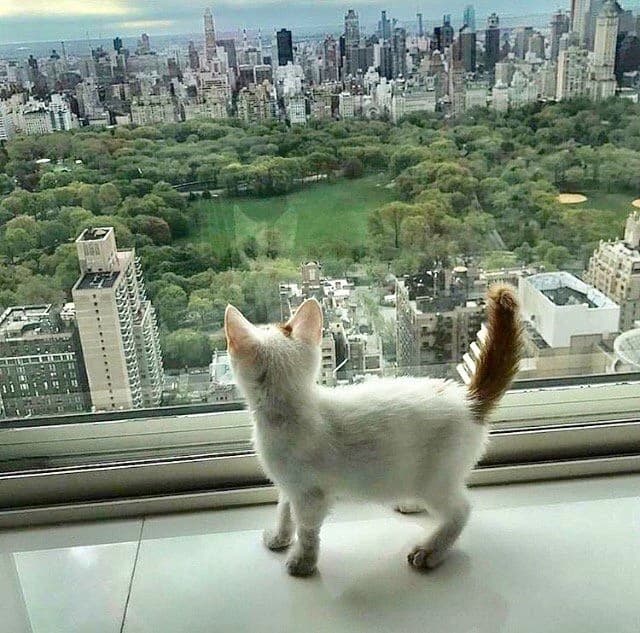 Cat Life/★°~ thumbnail