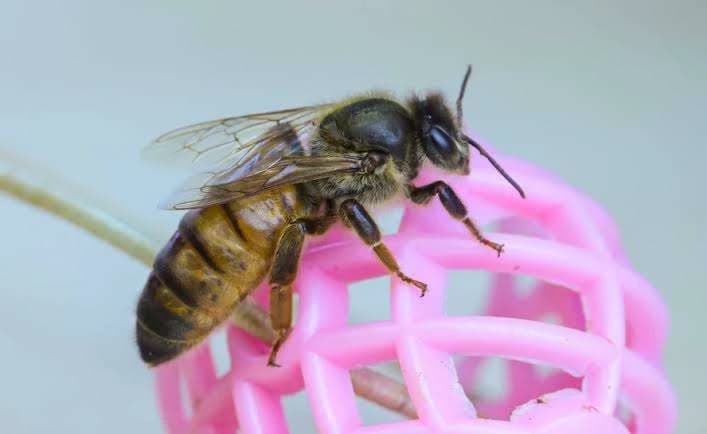 Queen bee thumbnail