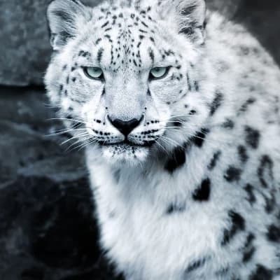 Snow leopard thumbnail