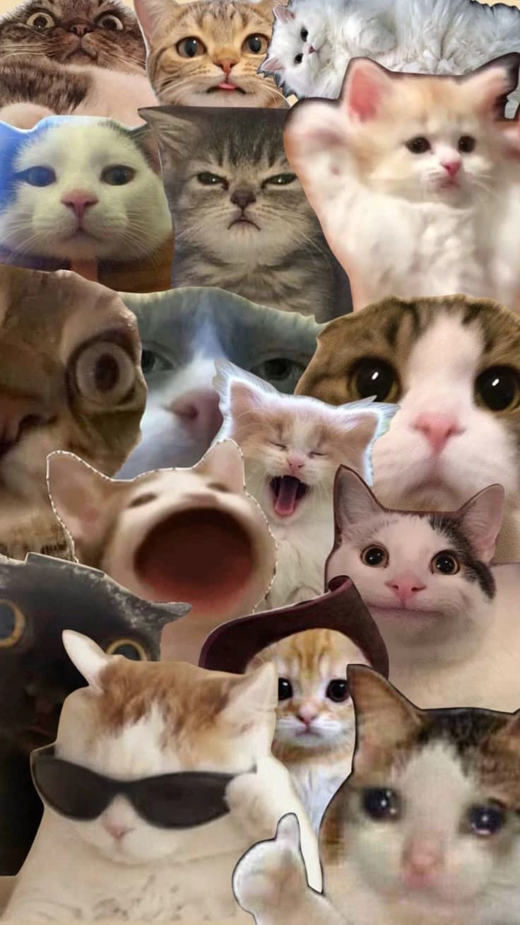 HSR but cats thumbnail