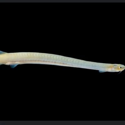 Fish Candiru thumbnail