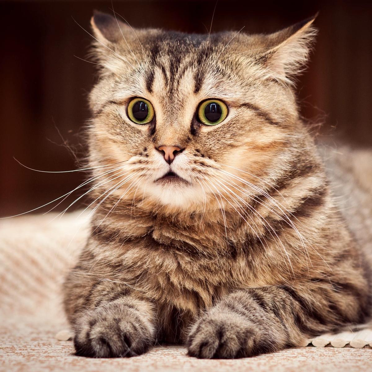 Surviving Cat thumbnail