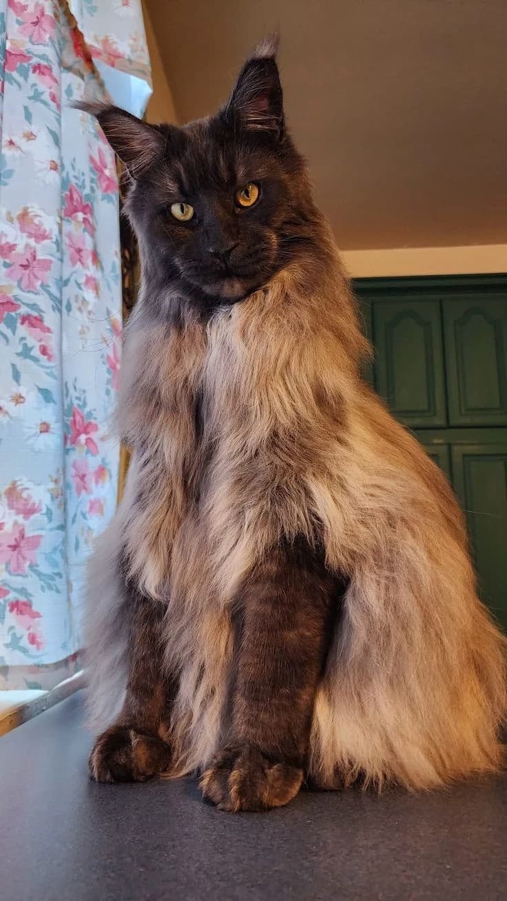 Koa the mainecoon cat  thumbnail