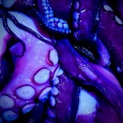 Krakken | squid thumbnail