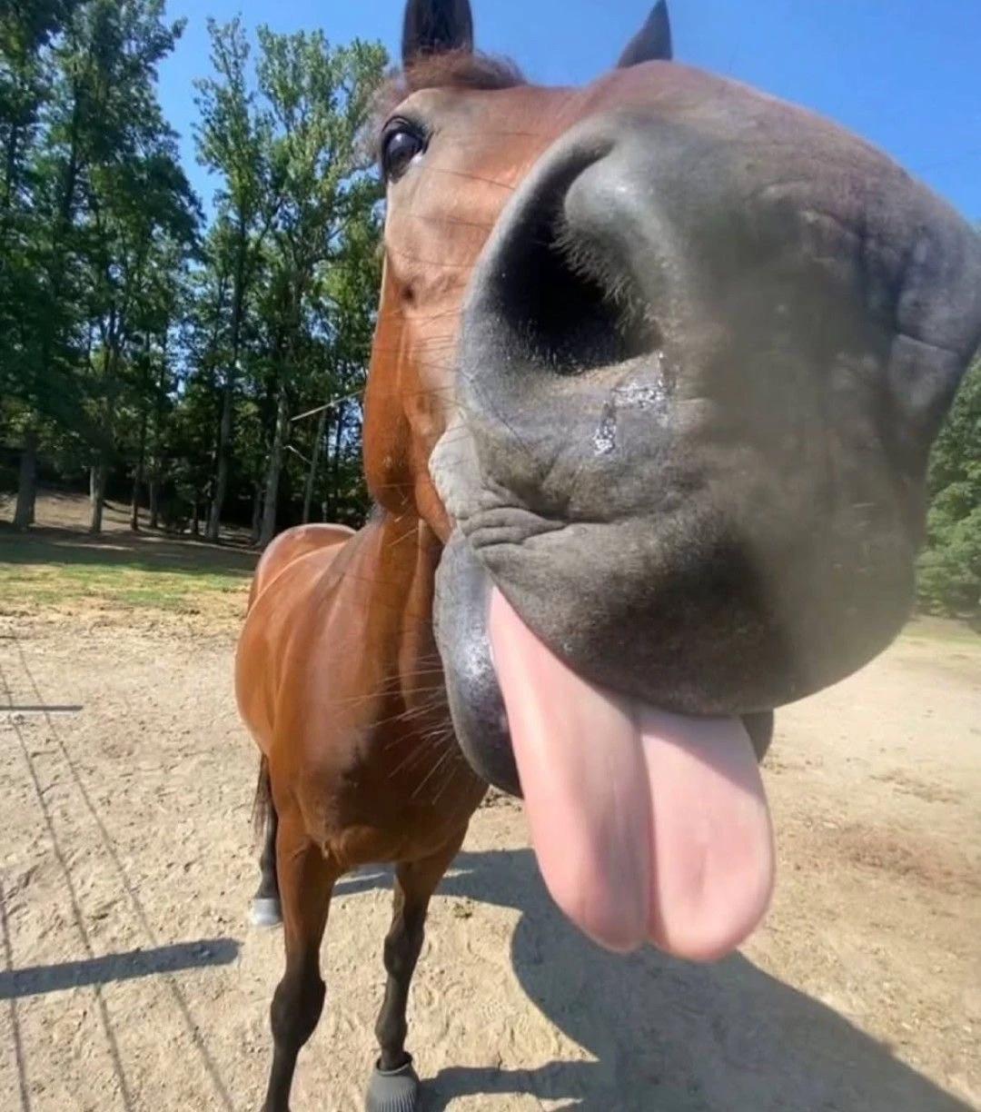 2 gay dudes with horse ranch thumbnail