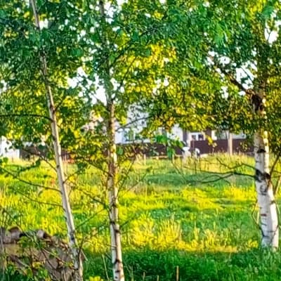 New neighbors thumbnail