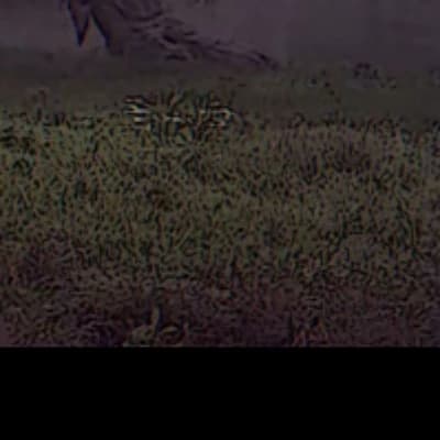 Buddy thumbnail