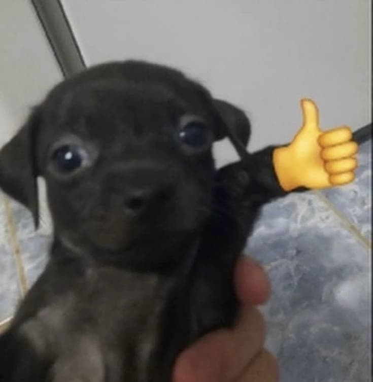 🎀 Your dog 🎀 thumbnail