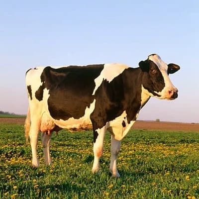 cow. thumbnail