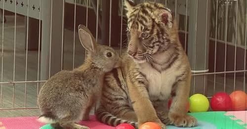Forever (Taekook animals) thumbnail