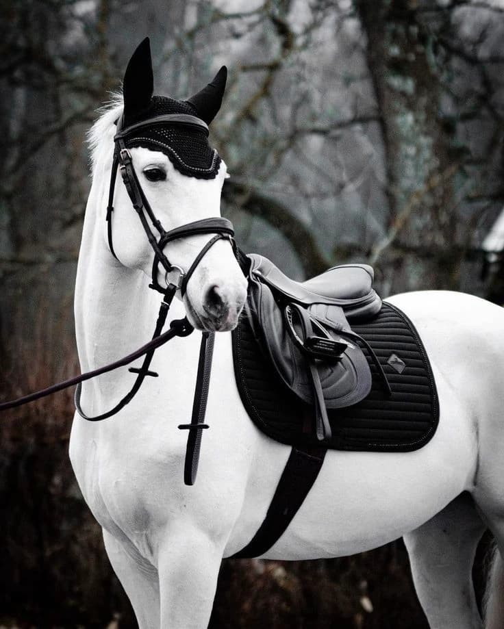 🐎|Raven thumbnail