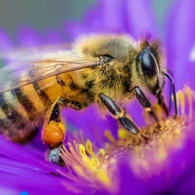 Bee thumbnail