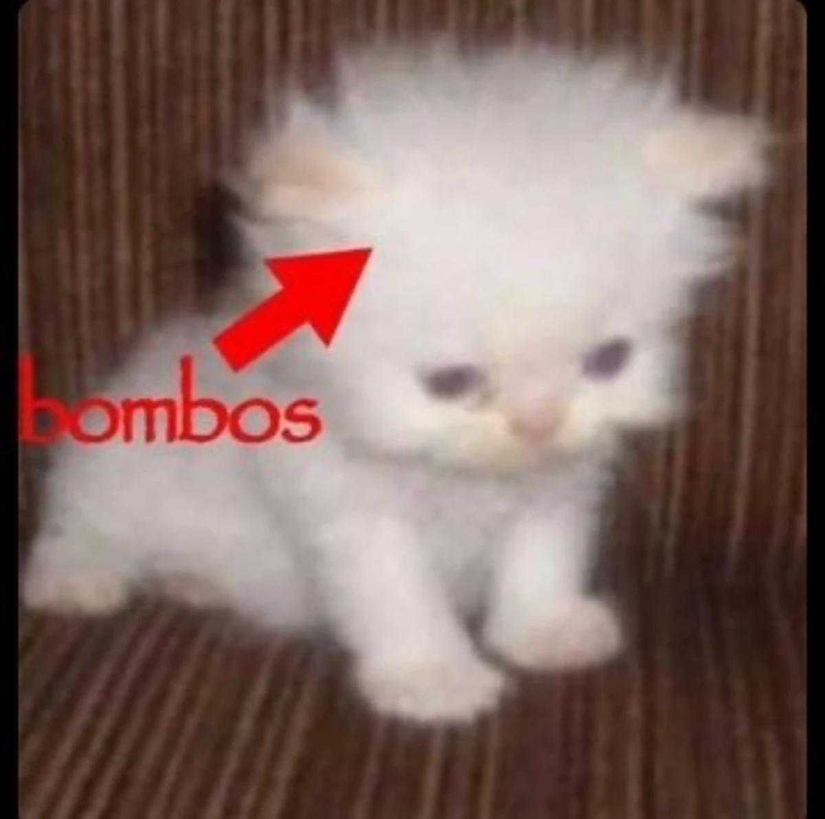 Sapsal büyük abi thumbnail