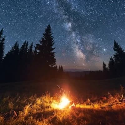 In the otherworldly forest thumbnail
