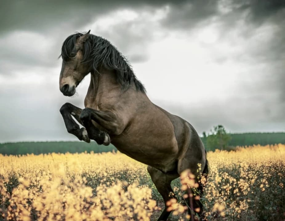Holiday horse promotion | ❤️🐴 | thumbnail