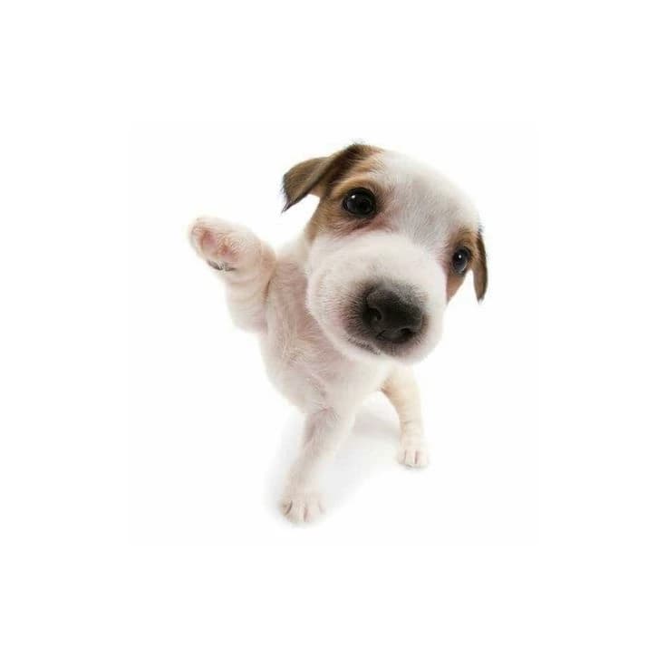 Psychologist puppy! thumbnail