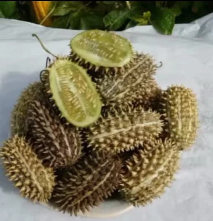 wild cucumber thumbnail