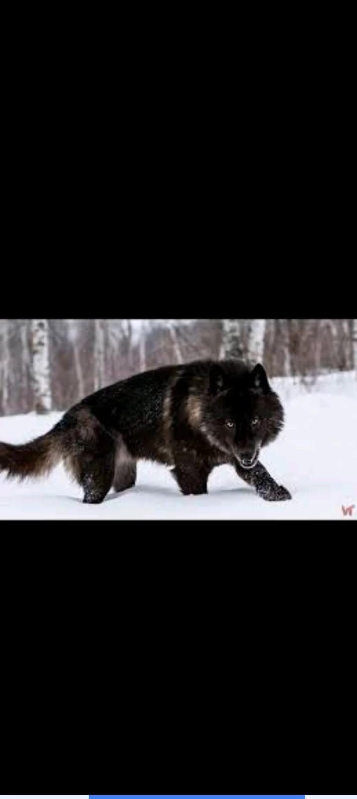 Black Wolf/Leo thumbnail