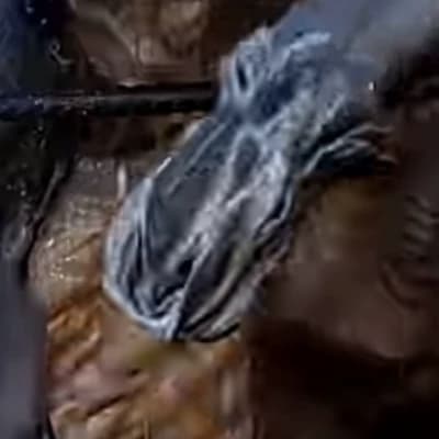 An alien worm on earth (I couldn't come up with a name) thumbnail