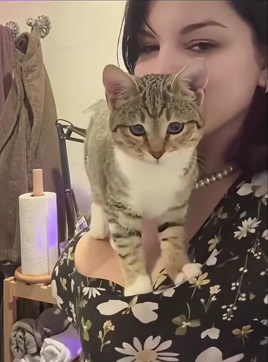Life like cat thumbnail