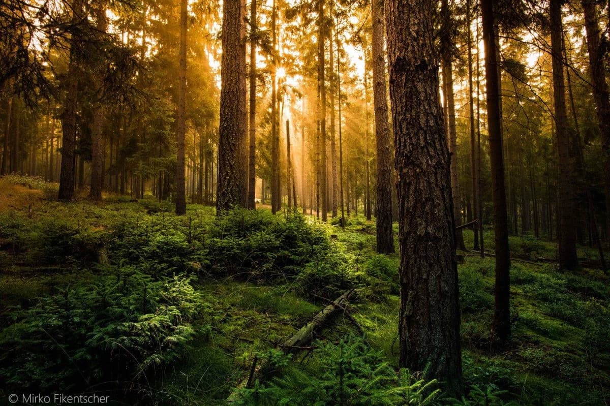 Forest thumbnail