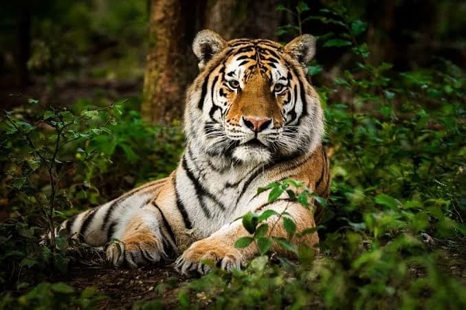 shere khan (o velho tigre🐯) thumbnail