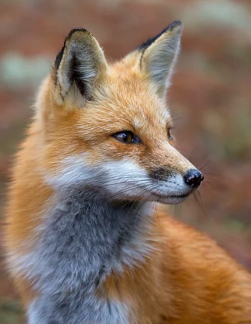 Blaze Fox thumbnail