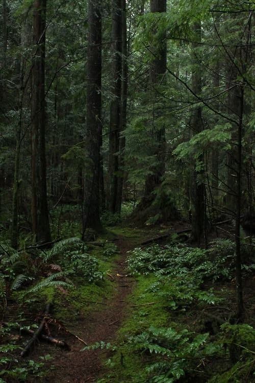 Bosque creepy thumbnail