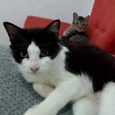 Yuri and Mila. (Cats rpg) thumbnail