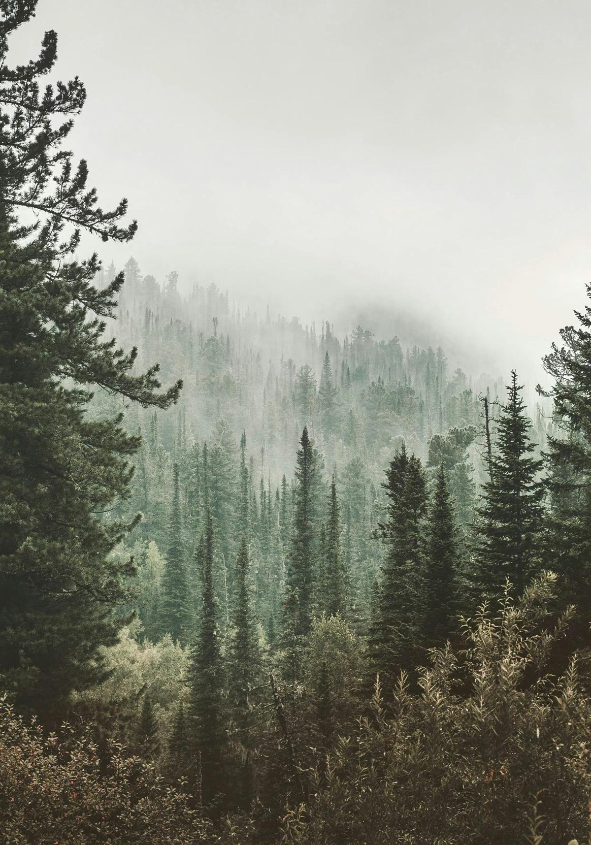 Forest thumbnail
