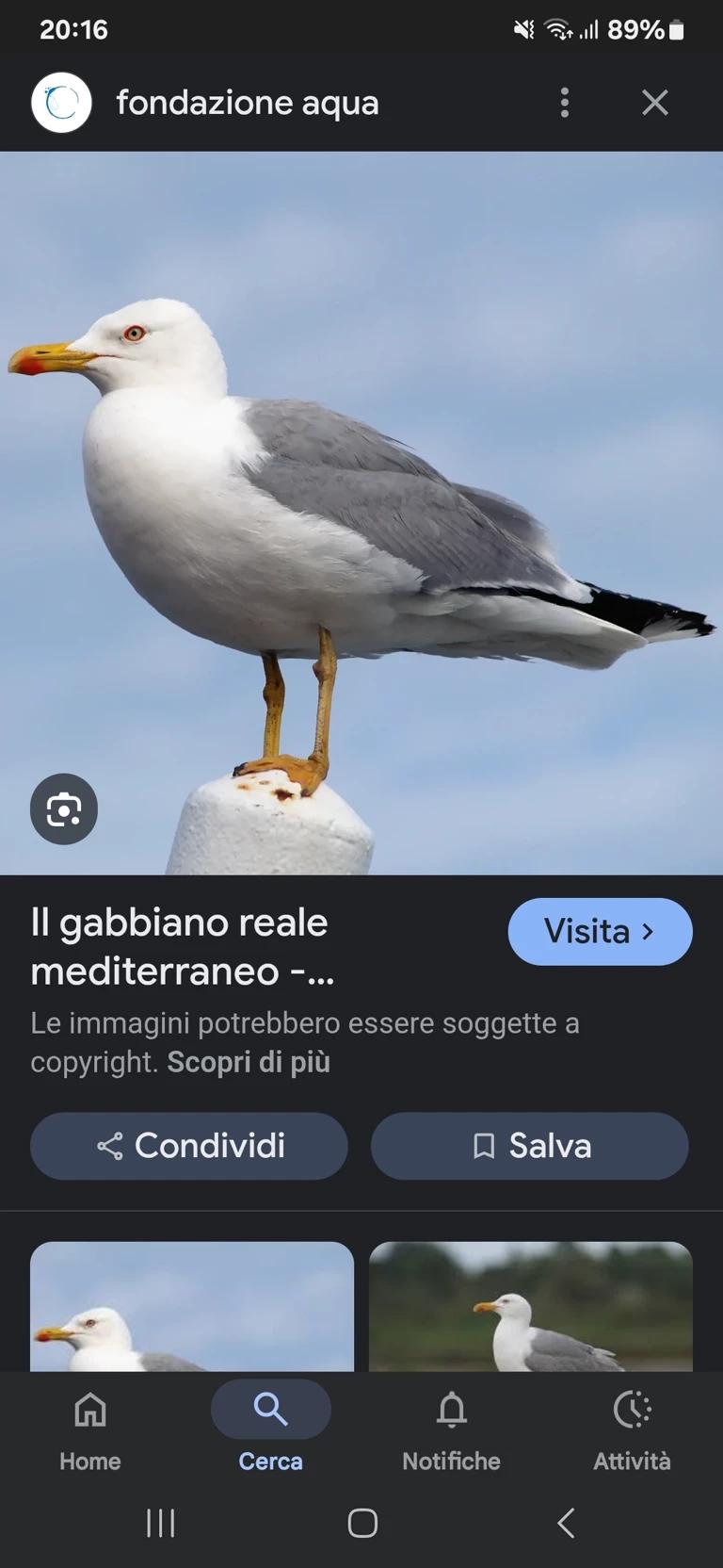 The Jobbian Judo thumbnail