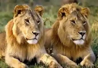 Aslan thumbnail