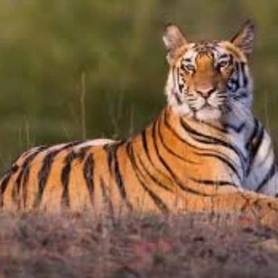 Wild animals  thumbnail