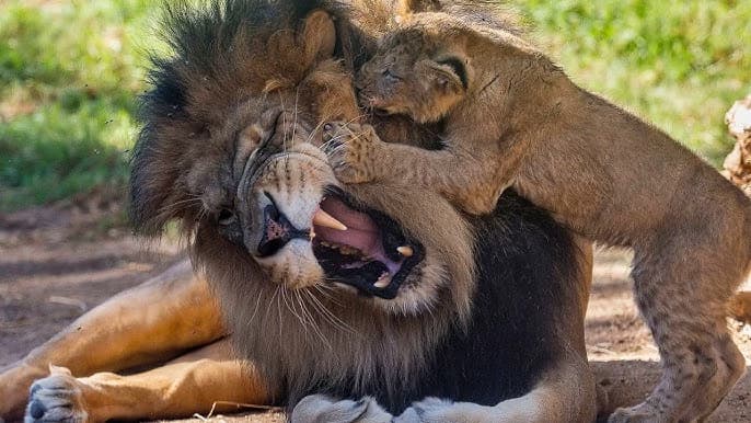 Lion Cub thumbnail