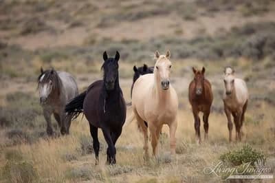 TF141 as horses thumbnail