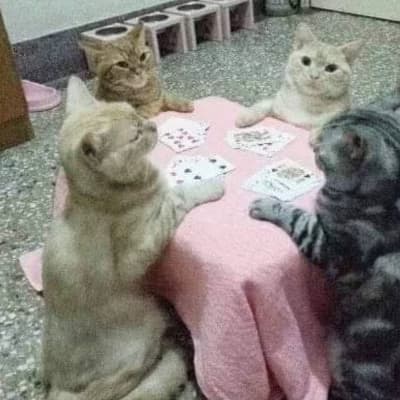 A group of 5 cats thumbnail