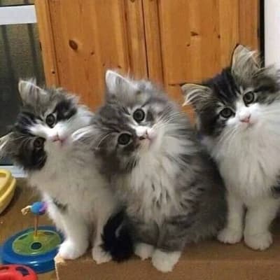 Little kittens thumbnail