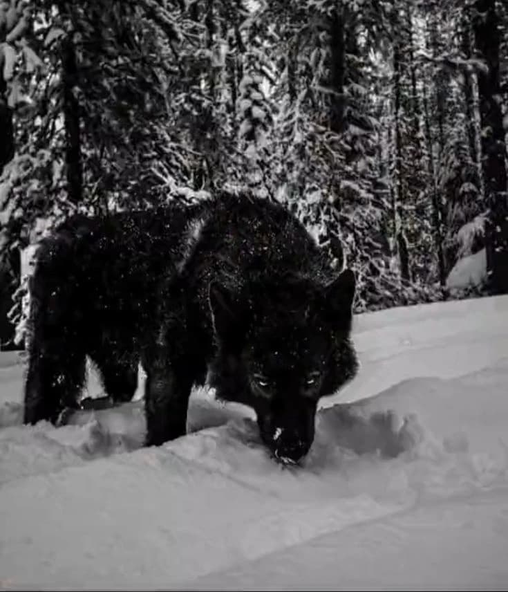Alpha Wolf (BL story) thumbnail
