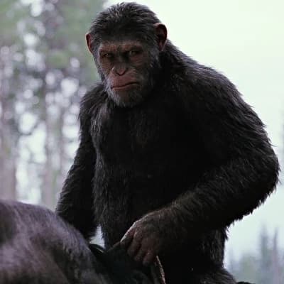 Caesar thumbnail