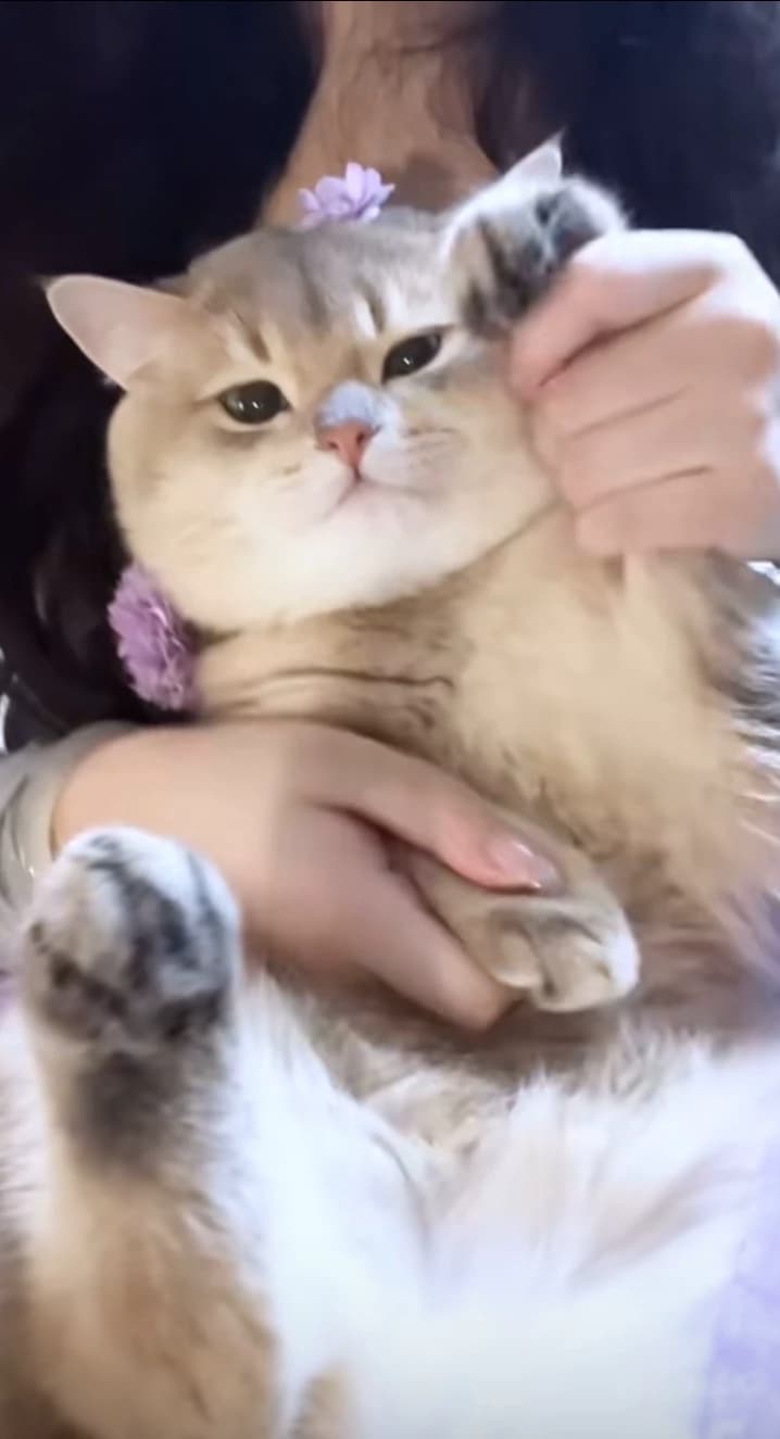 suki thumbnail