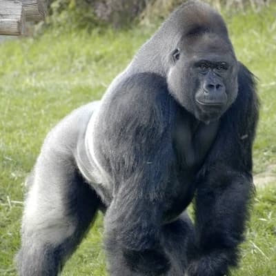 Konga thumbnail
