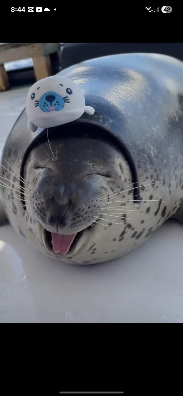 Sura the ringed seal girl thumbnail