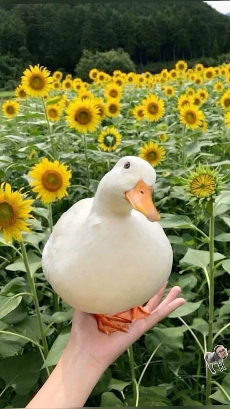 Goose thumbnail