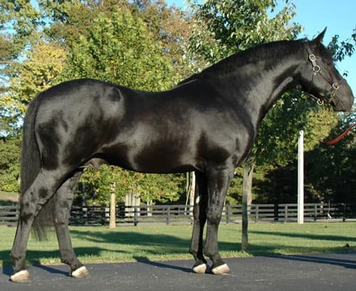 Shire horse thumbnail