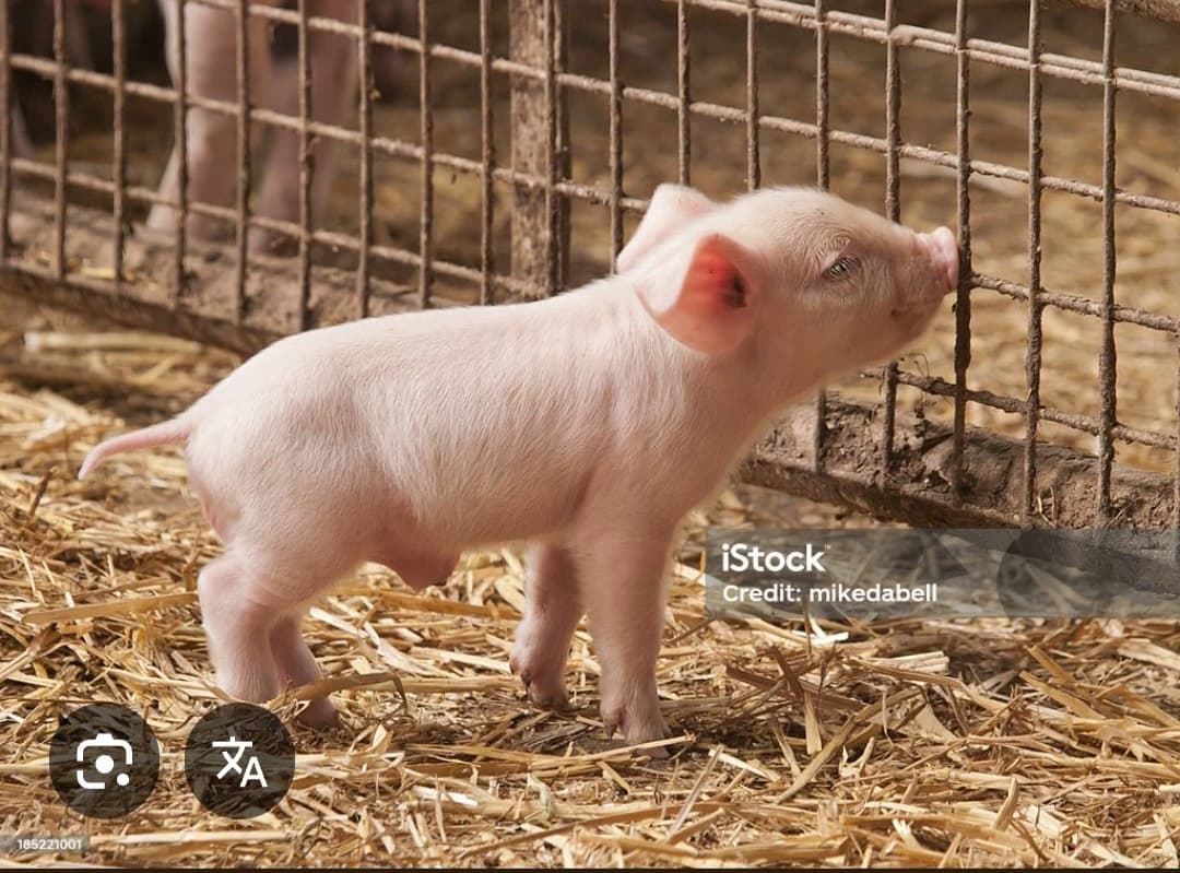 The little pig Jeon thumbnail