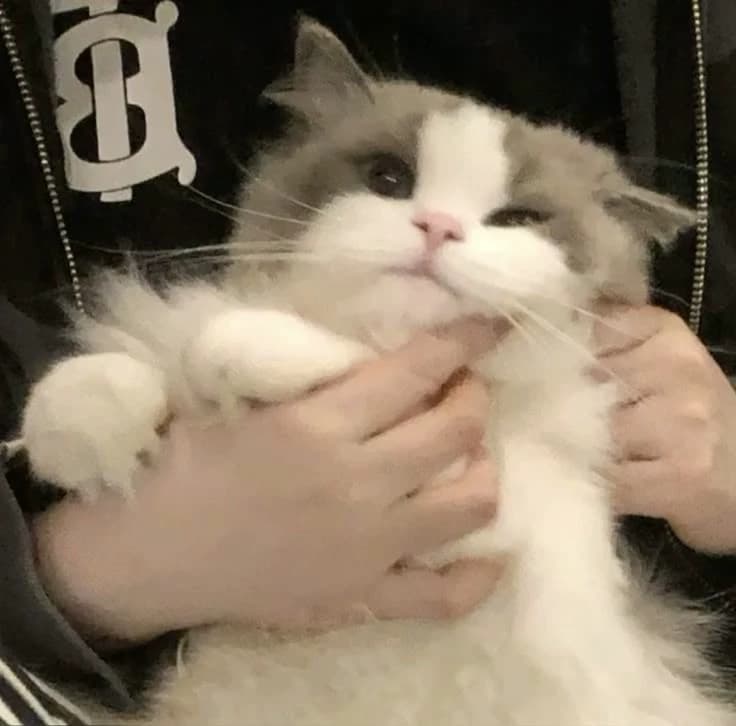 Their cat thumbnail