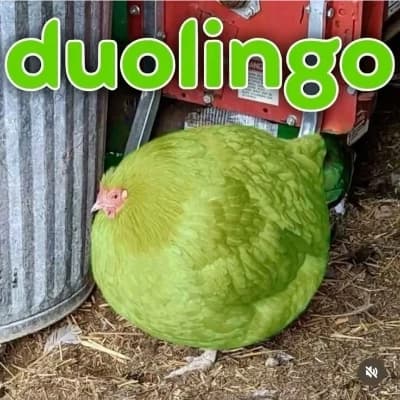 Duolingo thumbnail
