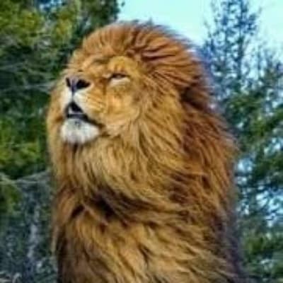 Lion Survival thumbnail