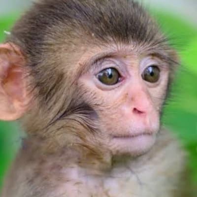 Monkey cub thumbnail