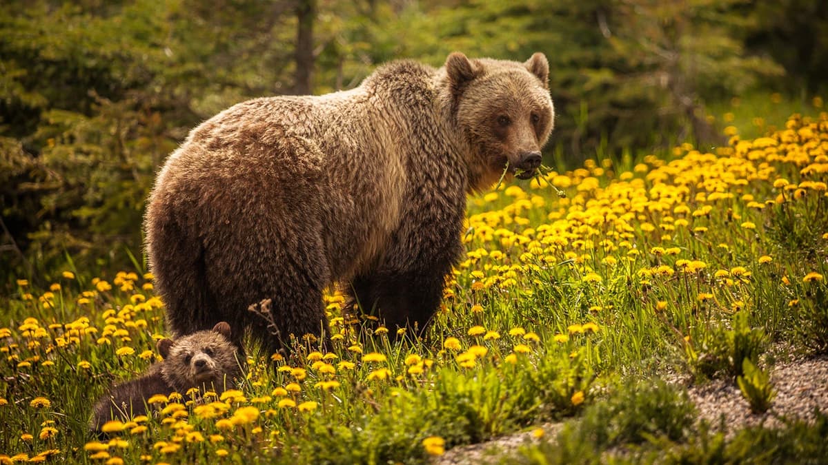 Mommy bear thumbnail